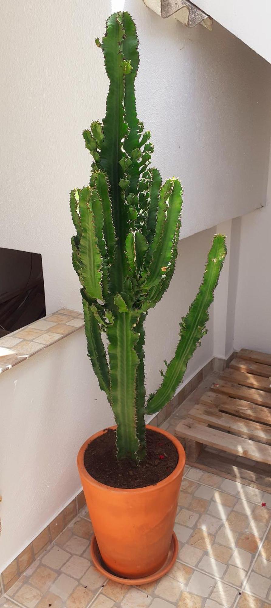 Cantinho Dos Moinhos มองเตมอโรเวลโญ ภายนอก รูปภาพ